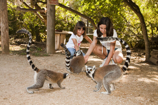 Menorcan Fauna- Es lloc de Menorca